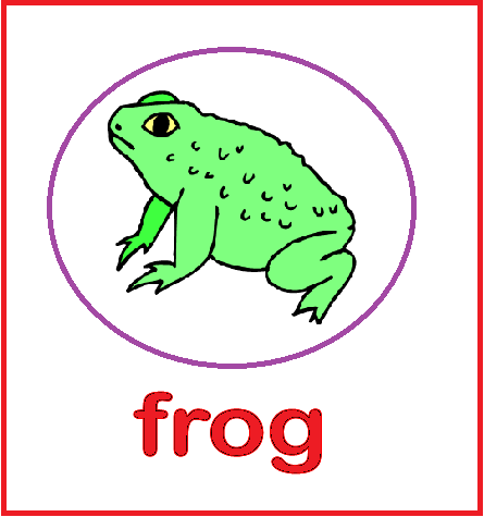 Animal Flashcards - Frog