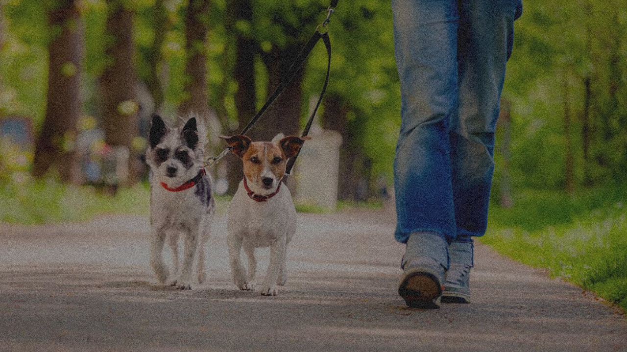 Dog Walker Insurance | Insurance for Dog Walking Businesses