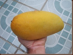 Mangifera indica L. Anacardiaceae-mango, มะม่วง