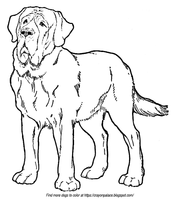 Download A Coloring Page Of A St. Bernard | Crayon Palace