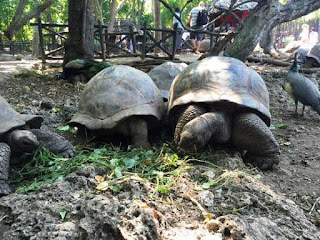 бели плажове костенурки