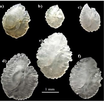 Otolith morphology of six species of Cichlidae from Lake Buyo in the South-west of Côte d’Ivoire