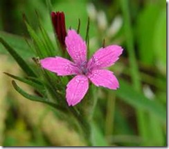 dianthusarmeria