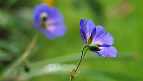 Geranium Rozanne er både en smuk, nem og blomsterrig staude til haven