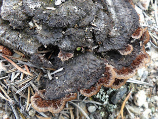 Théléphore terrestre - Thelephora terrestris 