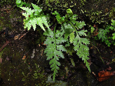 Asplenium ritoense