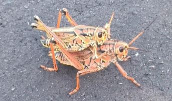 Algunos habitantes de los Everglades.