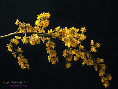 Orquídea Oncidium pumilum