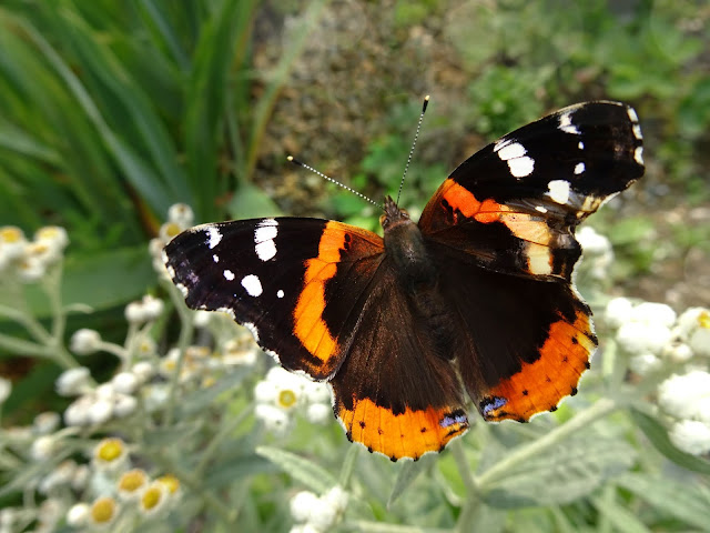 Stock Photo Butterfly