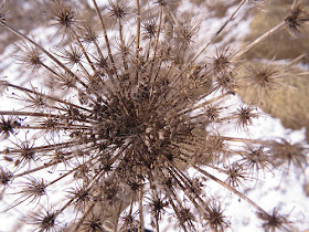 Queen Anne's lace seed heads in winter