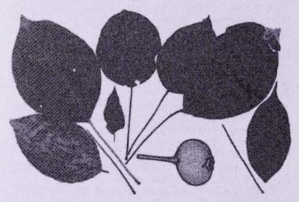Груша кавказская (Pyrus caucasica)