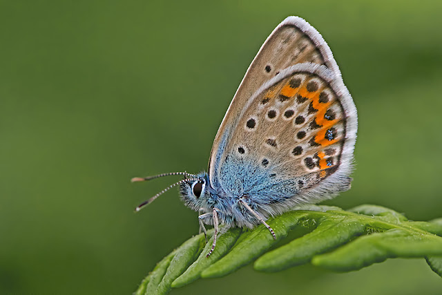Plebejus argus the Silver-studded Blue butterfly