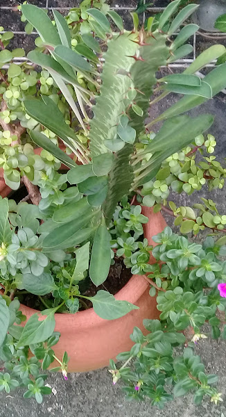 Ao centro e cheio de imponência, uma suculenta conhecida popularmente como cacto Candelabro, a Euphorbia trigona. É uma planta espinhosa, de seiva tóxica, mas muito bela!