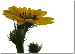 Sunflowers 2010 (17)