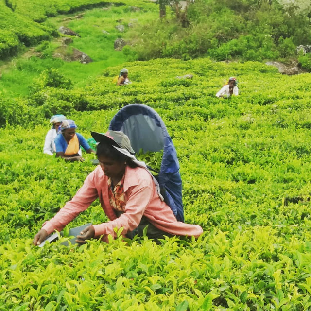 trabajadoras té sri lanka