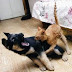 Image never viciously attacking dog and the dog bite him yell
