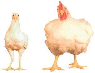Chicken food for commercial broilers