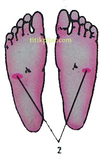 Titik Pijat Anemia  Titik Pijat