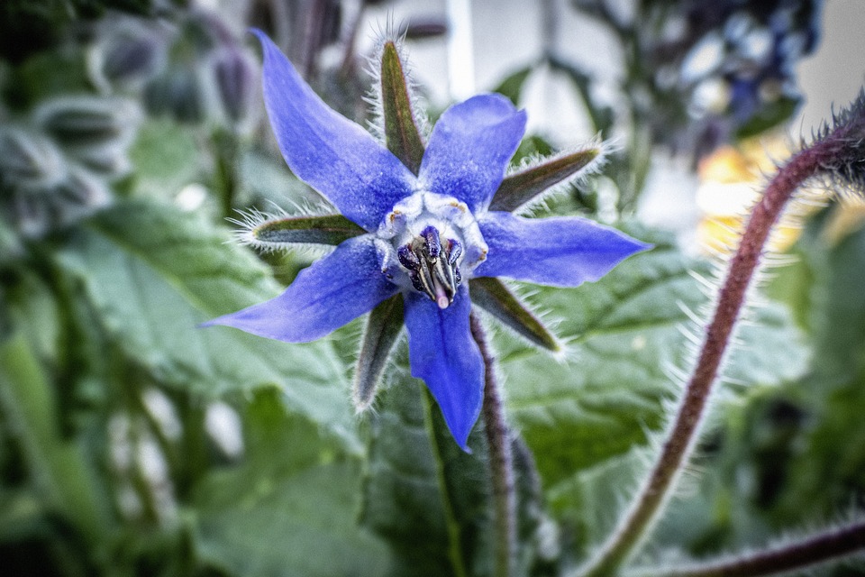 The beautiful star shaped flowers of borage plant have five triangular shaped petals, and a fine hair covered calyx. The petals start out pink, and gradually change to the blue color as they mature. The mature flower color is a bright azure blue.