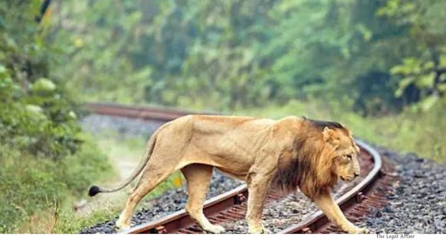 Gujarat High Court's Measures to Prevent Asiatic Lion Deaths on Railway Tracks