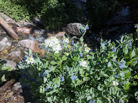Blue Bells by Pretty Stream you cross on the Trail to Cecret Lake