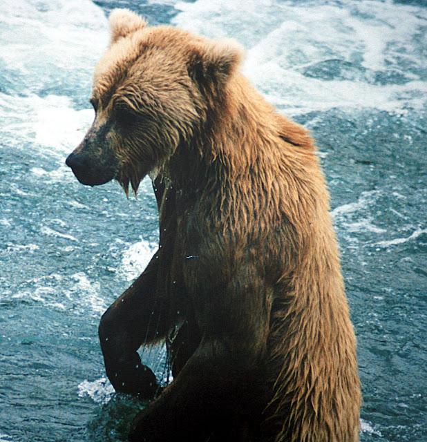 Beautiful,cute,dangerous brown,black bear,bear eating fish  on beautiful  water ,wallpapers,pictures,images    