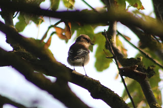 Pied Flycatcher