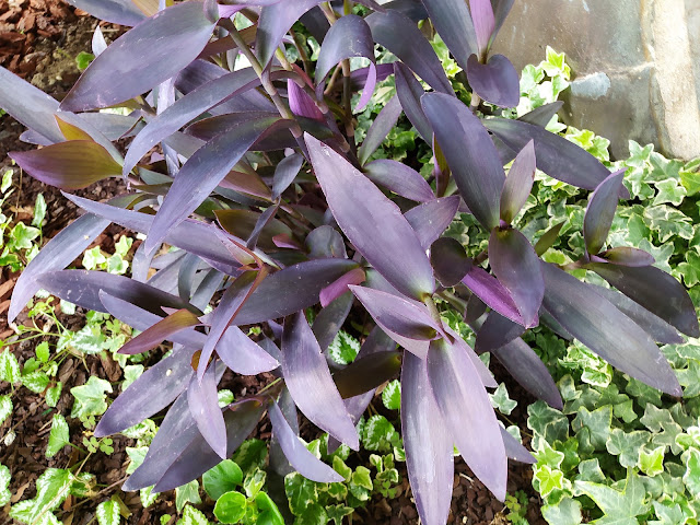 Amor de hombre (Tradescantia pallida (Rose) D.R.Hunt).