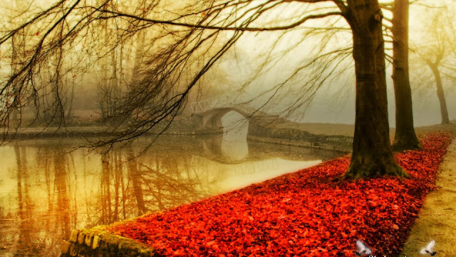 Afbeelding met rode herfstbladeren naast het water