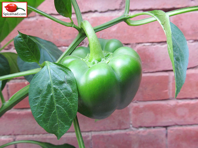 Bell Pepper - 21st July 2022