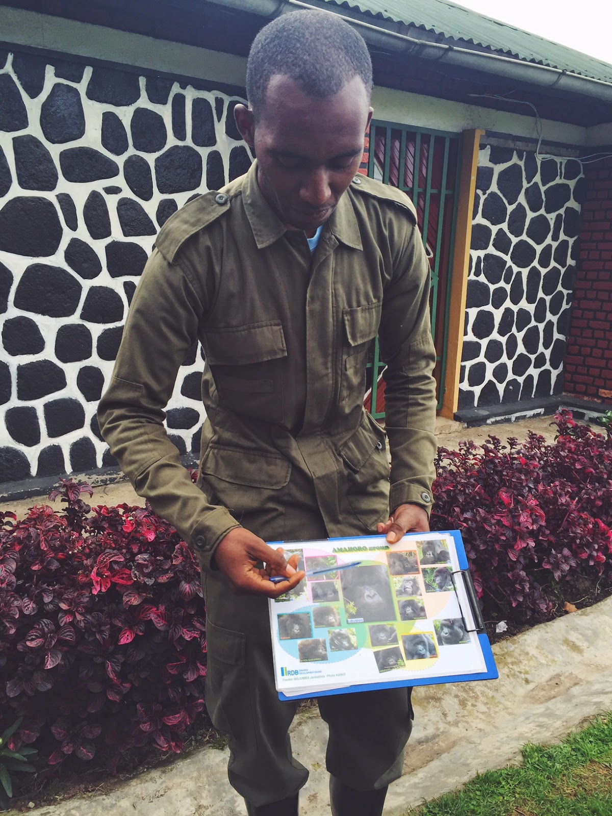 guide amahoro family mountain gorillas volcaoes national park rwanda africa