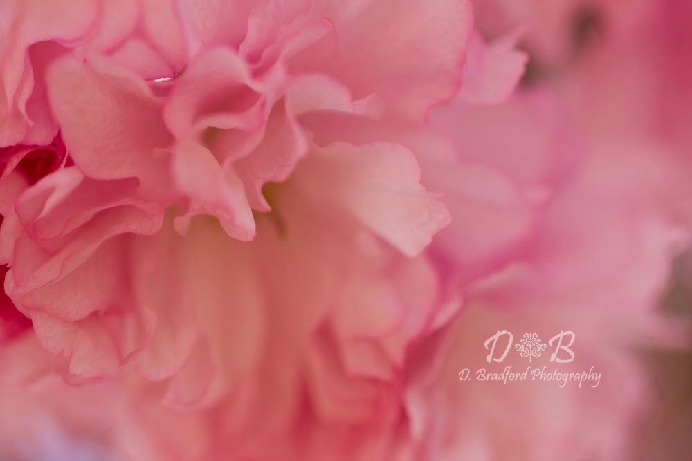 kwanzan cherry tree leaves. These ornamental cherry trees