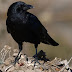Cuervos (Corvus corax)