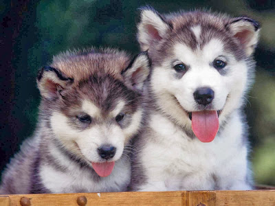 siberian husky puppies image