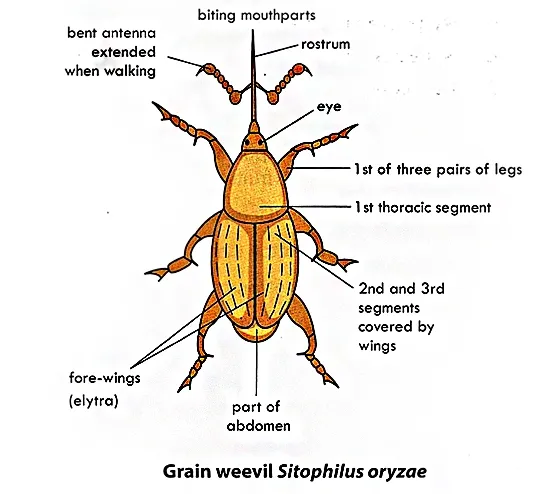 Labelled structure of weevil