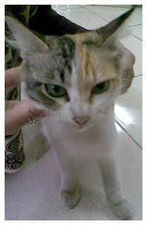 kucing kampus