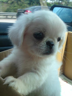 Pekingese Puppy Picture