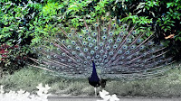 Peafowl pictures hd_Phasianidae