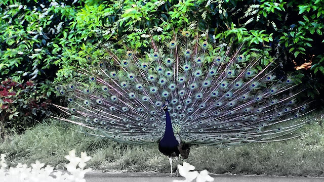 Peafowl [Phasianinae] Facts