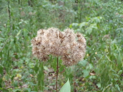 Picture of dried flower seedpod