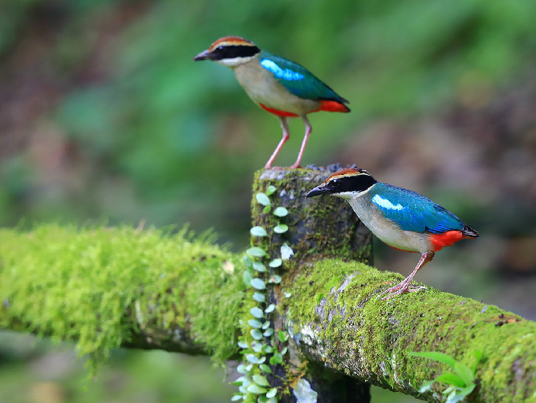 Fairy Pitta (Pitta nympha)