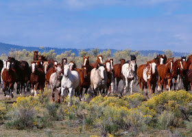 paisajes-con-caballos-corriendo