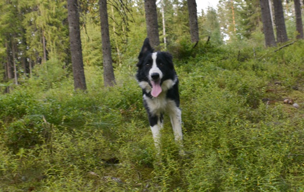 golden retriever border collie leonberger