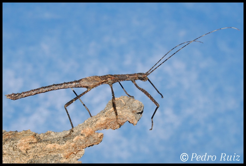 Ninfa hembra L5 de Pseudophasma velutinum, 4,3 cm de longitud