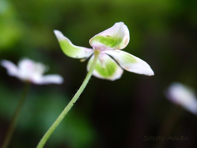 Anemone flaccida