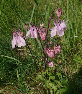 Akeleie, Aquilegia vulgaris