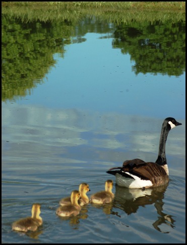 mom and babies