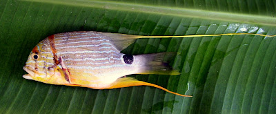 Sailfin Snapper - Symphoricthys spilurus Siargao Island Philippines