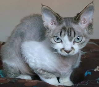 devonshire rex cat pets photo picture