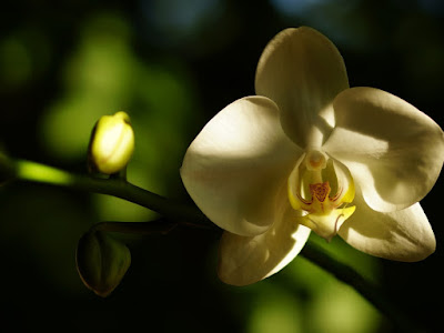 fotografia de orquideas vainilla